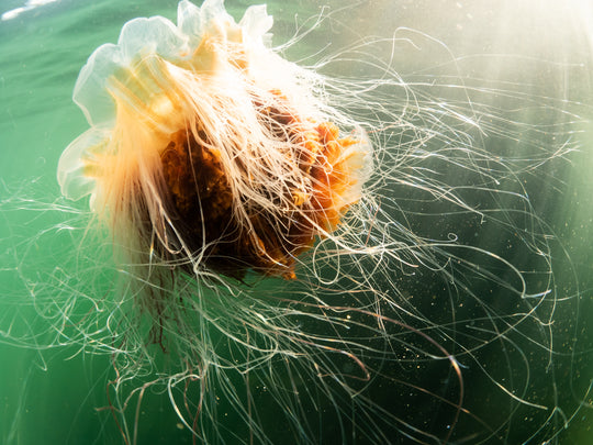 Alison's Underwater Photography Makes a Splash