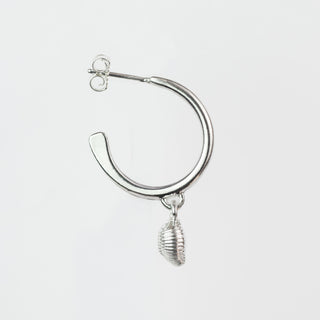 Silver Groatie Buckie Shell Hoop Earrings