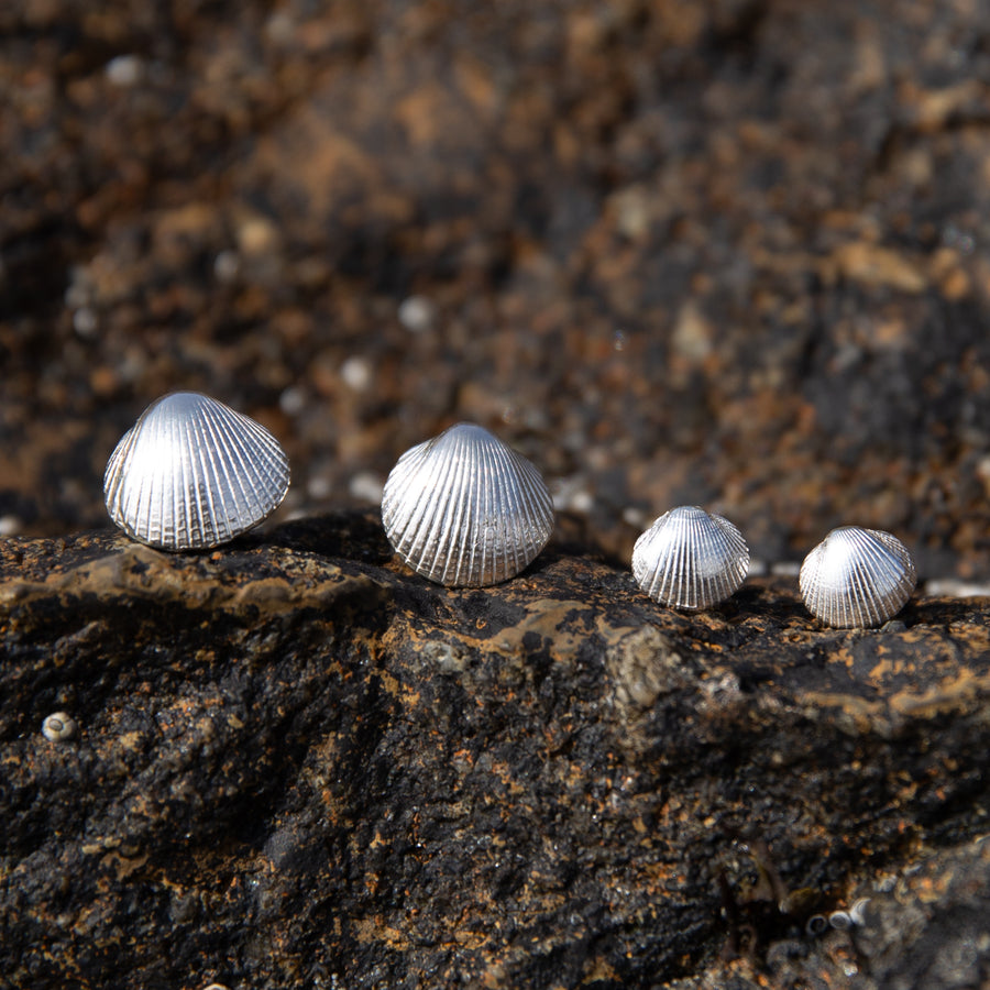 Small Silver Cockle Shell Stud Earrings