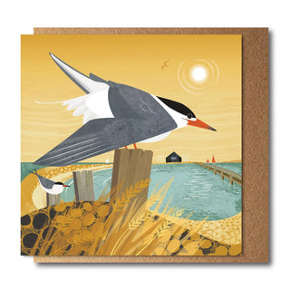 Common Terns Card