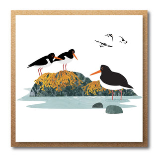Oystercatchers Card