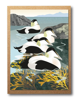 Eider Ducks Card