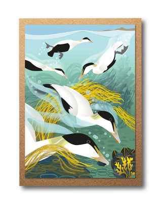 Diving Eider Ducks Card