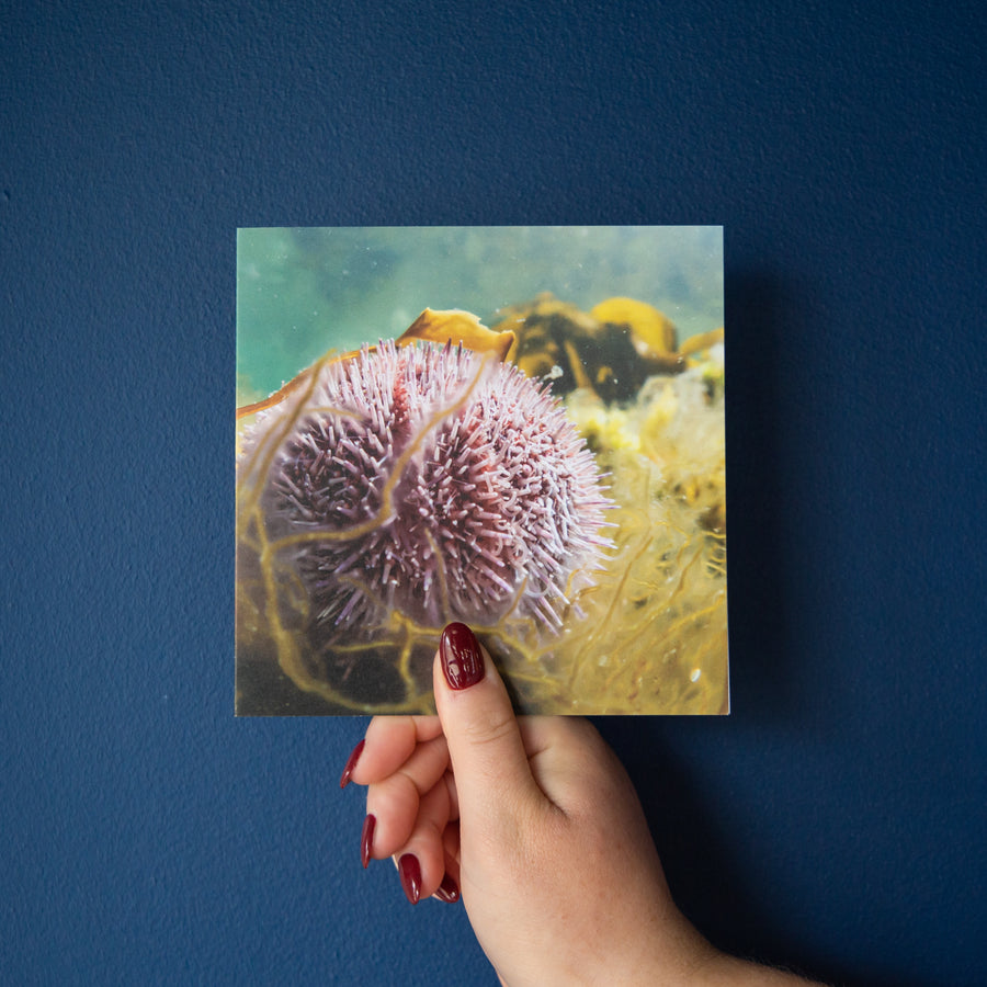 Four Underwater Photography Greetings Cards - Pack Four