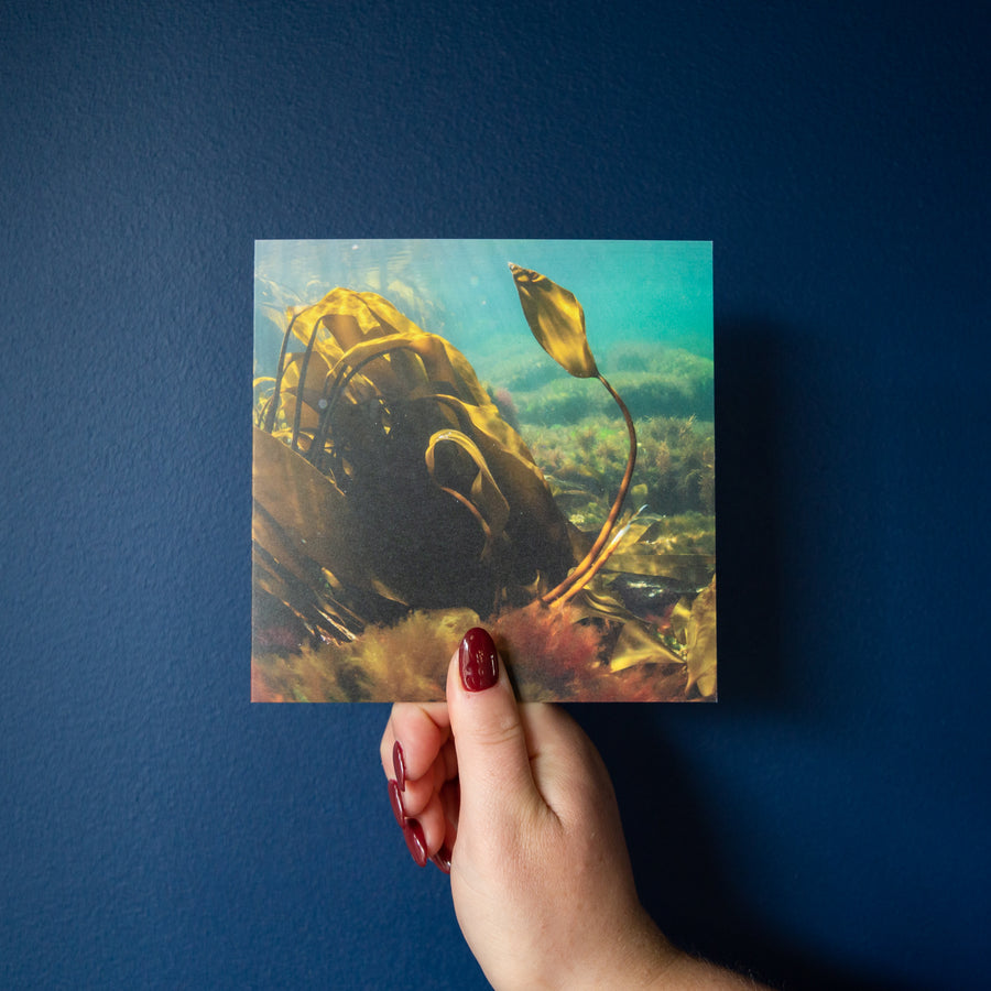 Four Orkney Underwater Greetings Cards - Pack Two
