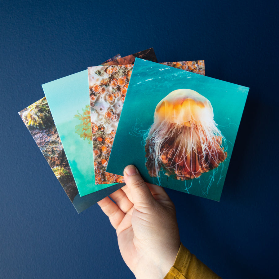 Four Underwater Photography Greetings Cards - Pack Five