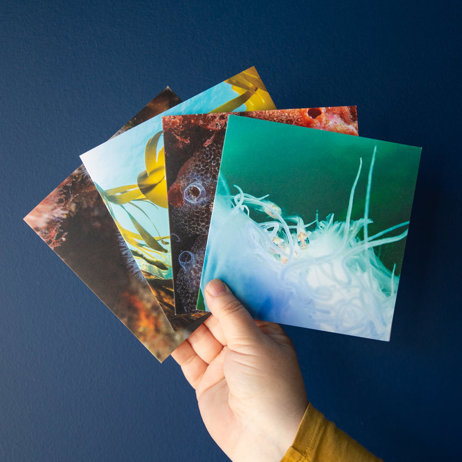 Four Orkney Underwater Greetings Cards - Pack Three