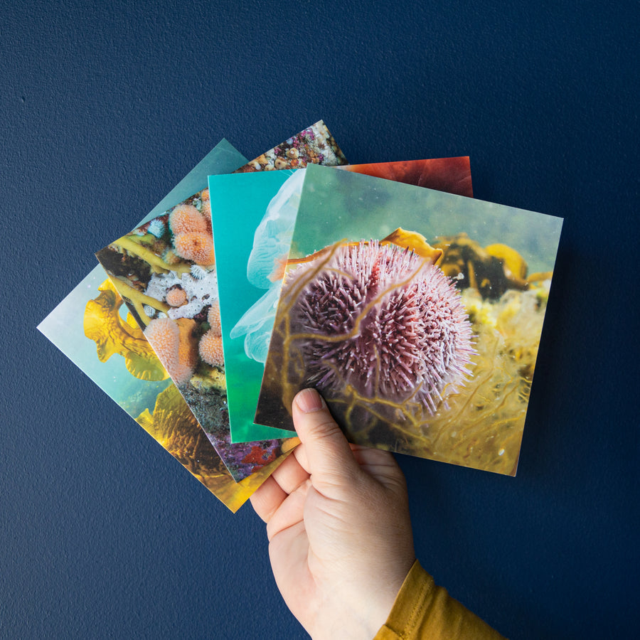 Four Underwater Photography Greetings Cards - Pack Four