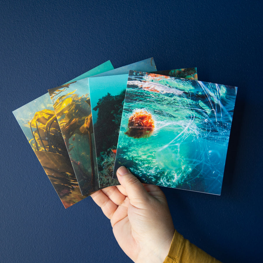 Four Orkney Underwater Greetings Cards - Pack Two