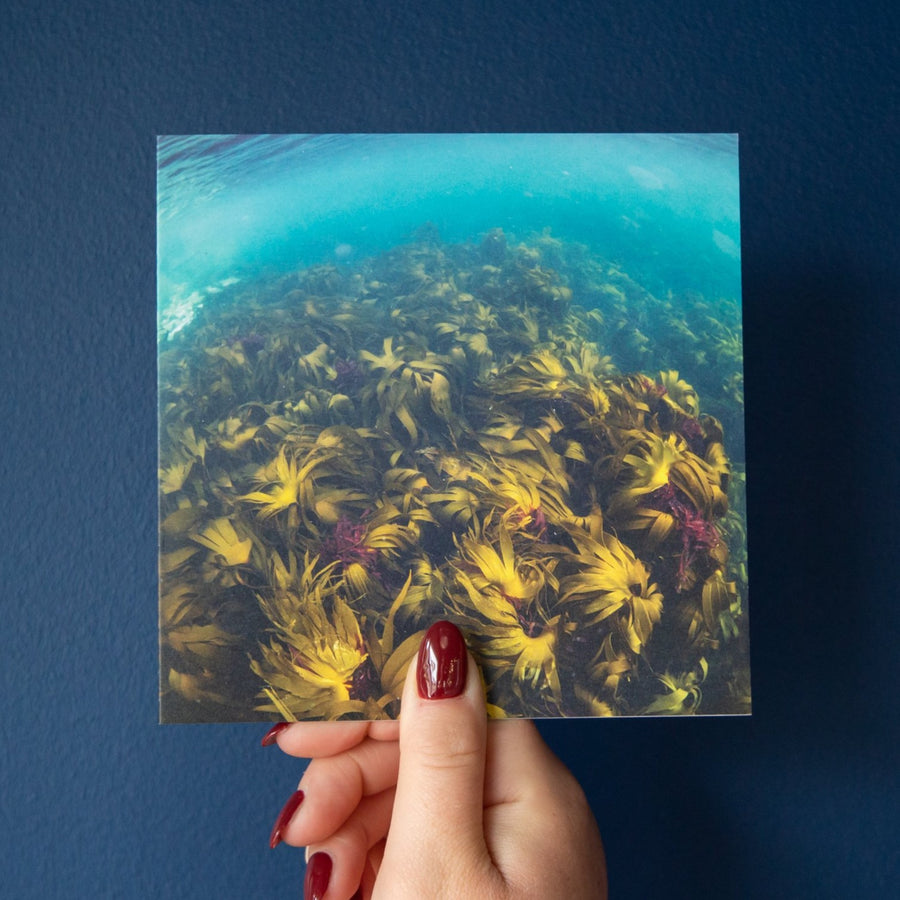 Kelp Canopy Greetings Card