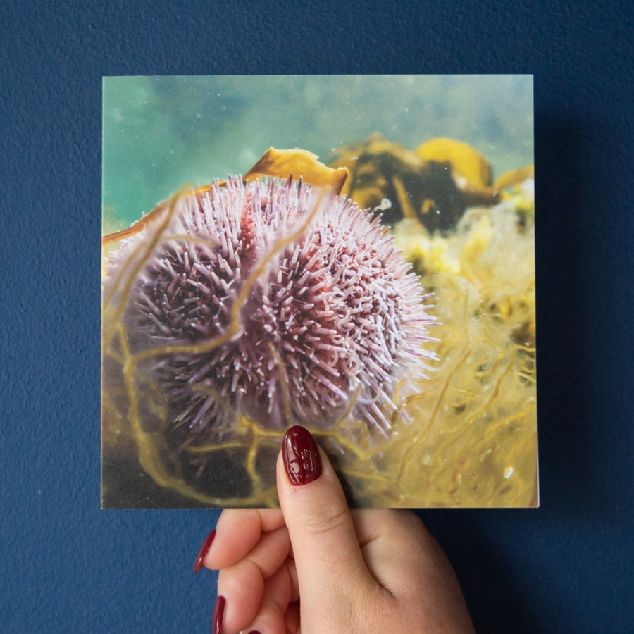 Common Sea Urchin Greetings Card