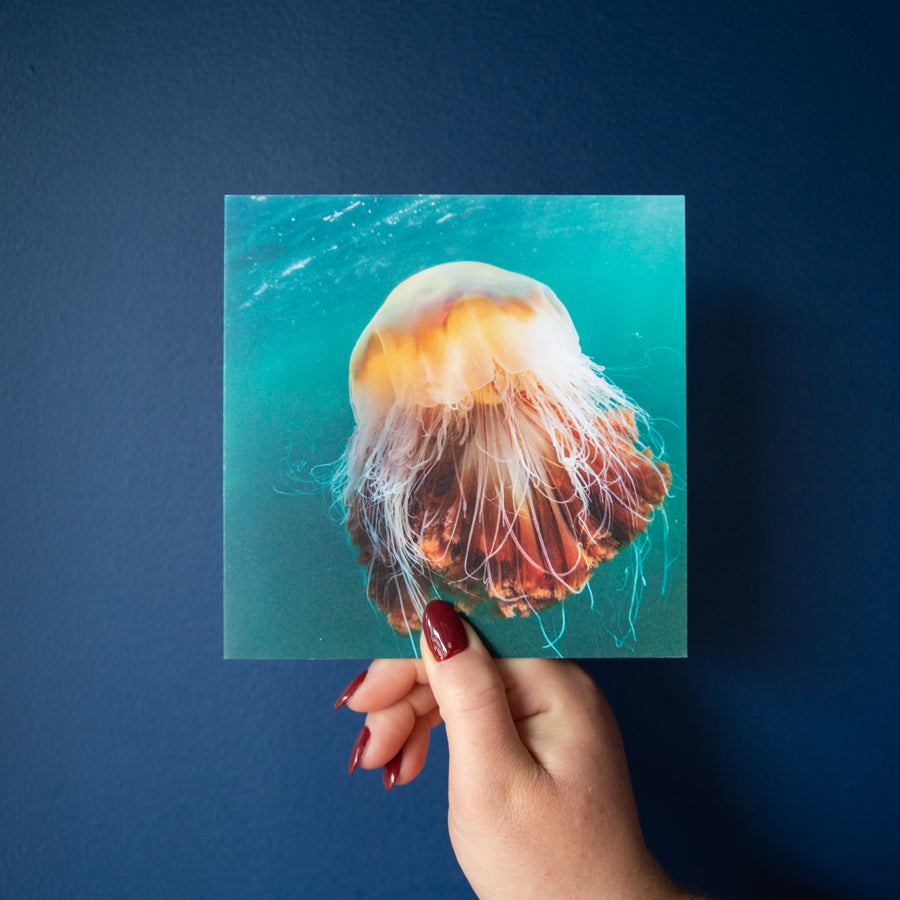 Four Underwater Photography Greetings Cards - Pack Five